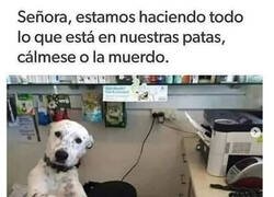 Enlace a Atención al Perrete