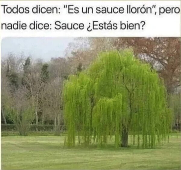 Meme_otros - Pobre Sauce