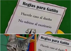 Enlace a Reglas para Gatito