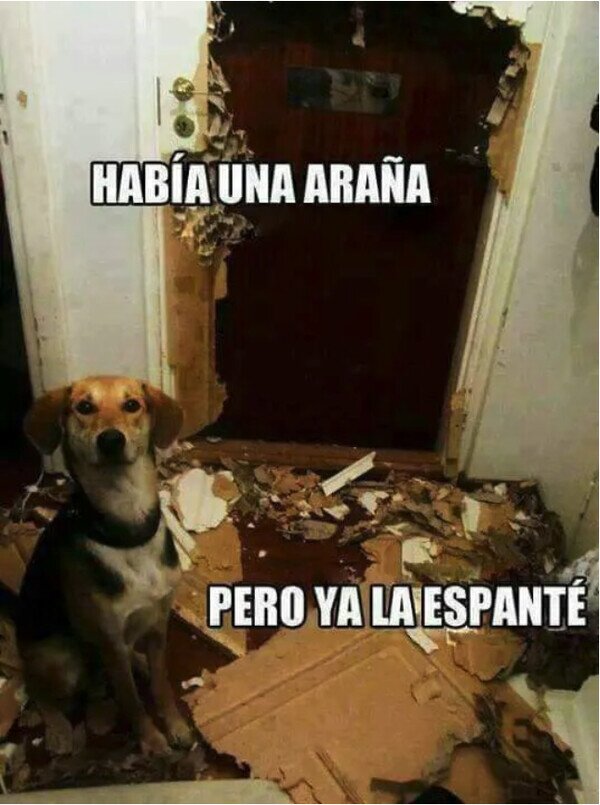 Meme_otros - Qué haría sin tí, Firulais...