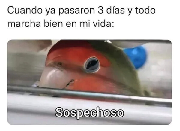 Otros - Todo va tan bien que algo anda mal
