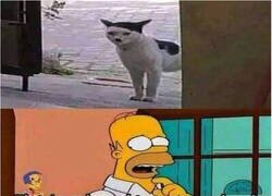 Enlace a El gato quiere invadir