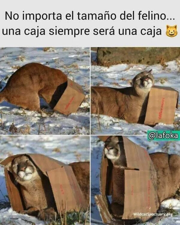 Meme_otros - Son su debilidad