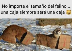 Enlace a Son su debilidad