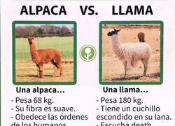 Enlace a Aprende a diferenciarlas