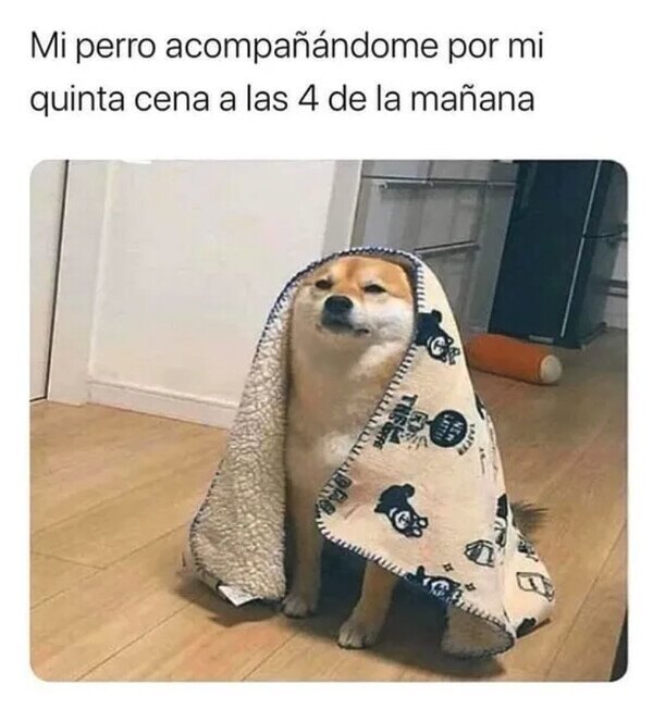 perro,noche,despertar,acompañar,comer,cocina