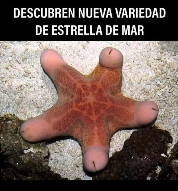 variedad,estrella,mar,wtf