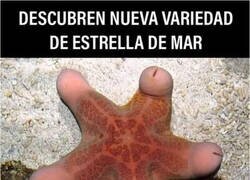 Enlace a ¡Y es la poya!