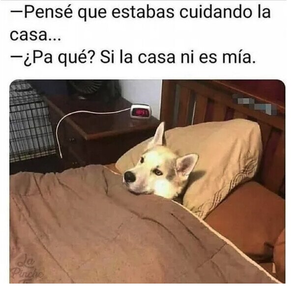 Meme_otros - Perro guardián