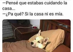 Enlace a Perro guardián