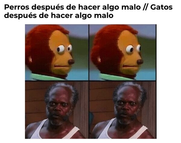Otros - Los gatos te miran a la cara