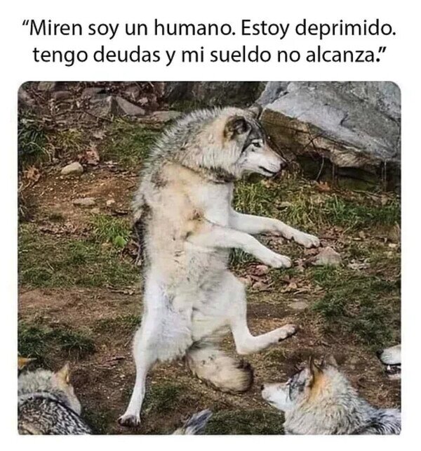 Meme_otros - Humanización