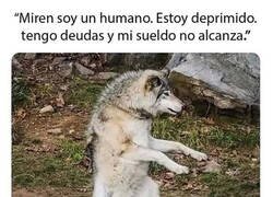 Enlace a Humanización