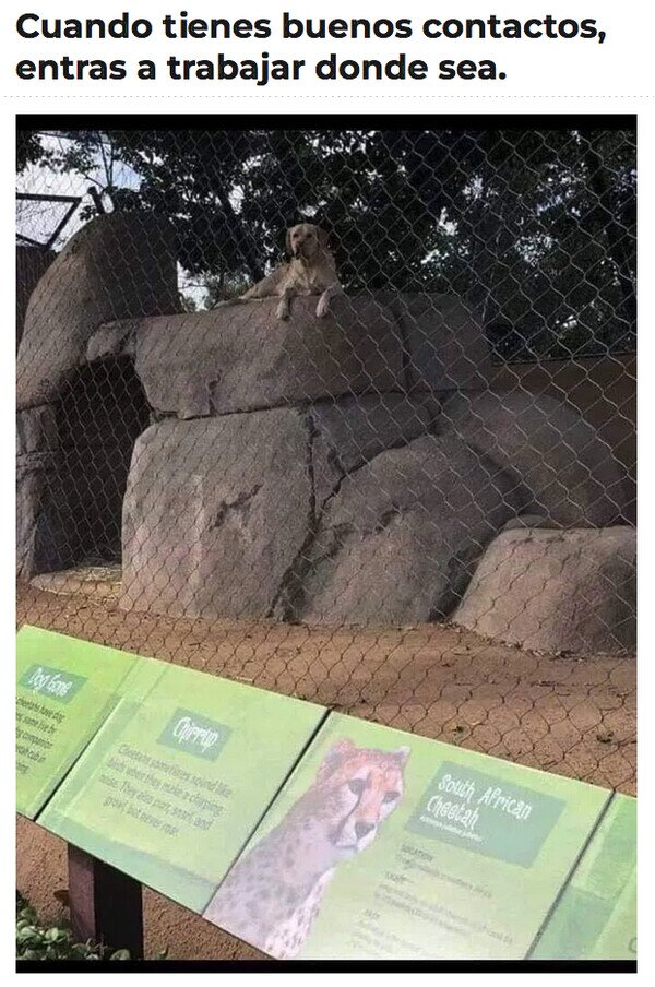 Meme_otros - ¿Seguro que eso es un leopardo?