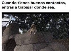 Enlace a ¿Seguro que eso es un leopardo?