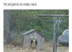 Enlace a ¿Firulais, estás bien?