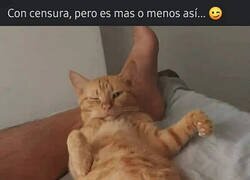 Enlace a Censura gatuna