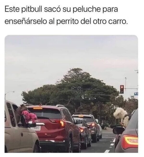 Meme_otros - El post adorable del día
