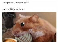 Enlace a Soy un miedoso