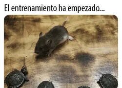 Enlace a Ninja Turtles in real life