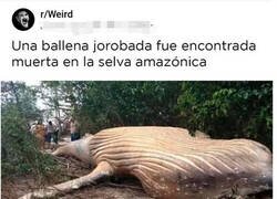 Enlace a Tiene sentido