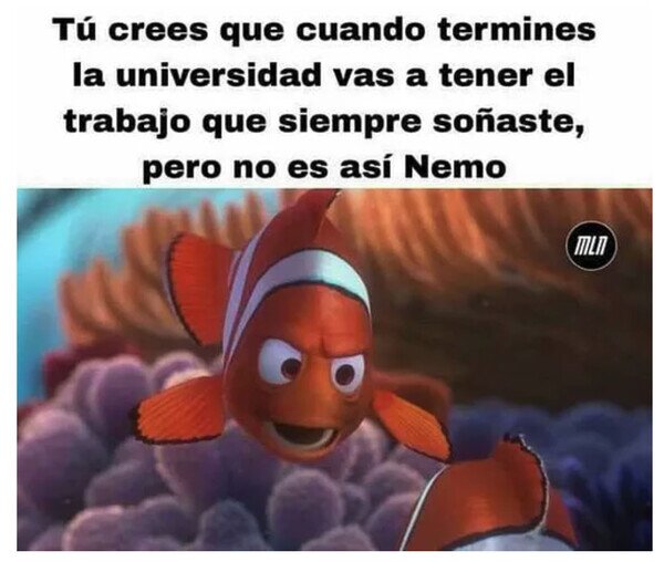 Nemo,universidad,salir,trabajo