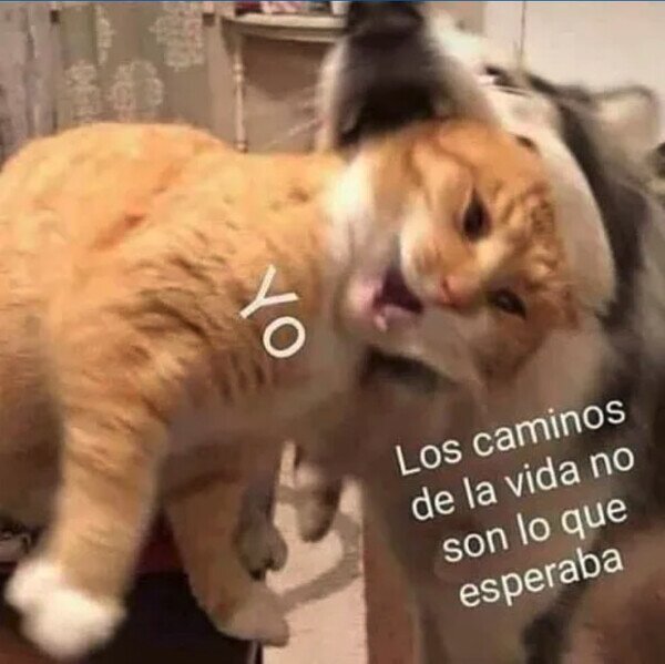 Otros - No esperaba que el perro hiciese eso