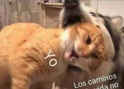 Enlace a No esperaba que el perro hiciese eso