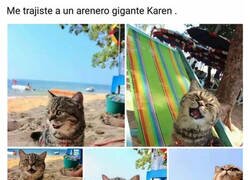 Enlace a Gatos cuando los llevas a la playa