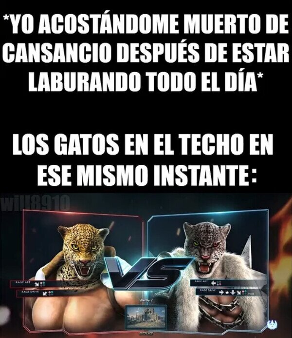 Meme_otros - ¡Pelea (ruidosa) de gatos!