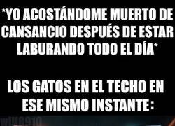 Enlace a ¡Pelea (ruidosa) de gatos!