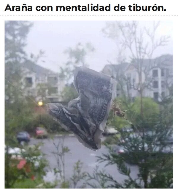Meme_otros - El éxito caerá en sus redes