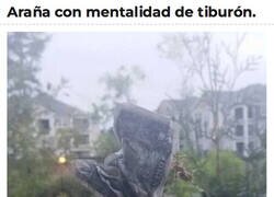 Enlace a El éxito caerá en sus redes