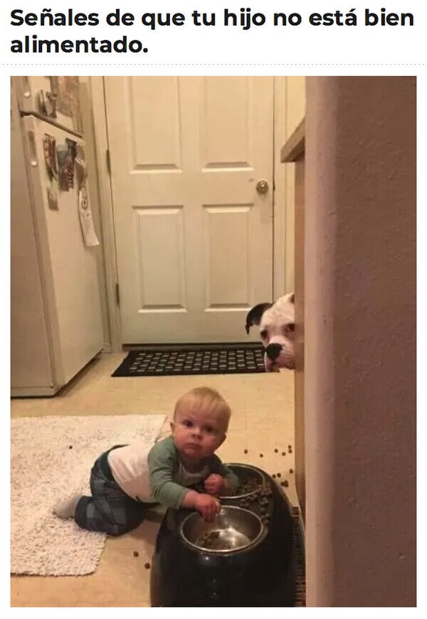 Meme_otros - Cuenta con el apoyo del perro