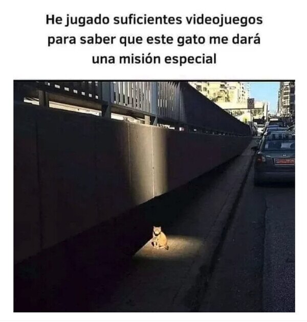 Meme_otros - ¿Qué quieres de mí, gato?