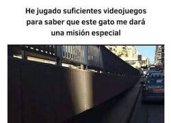 Enlace a ¿Qué quieres de mí, gato?