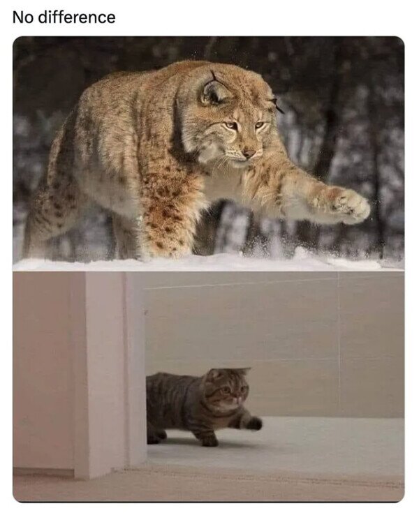 Meme_otros - Felinos al fin y al cabo
