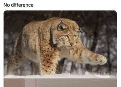 Enlace a Felinos al fin y al cabo