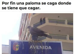 Enlace a Palomas así las quiero yo para mi conjunto