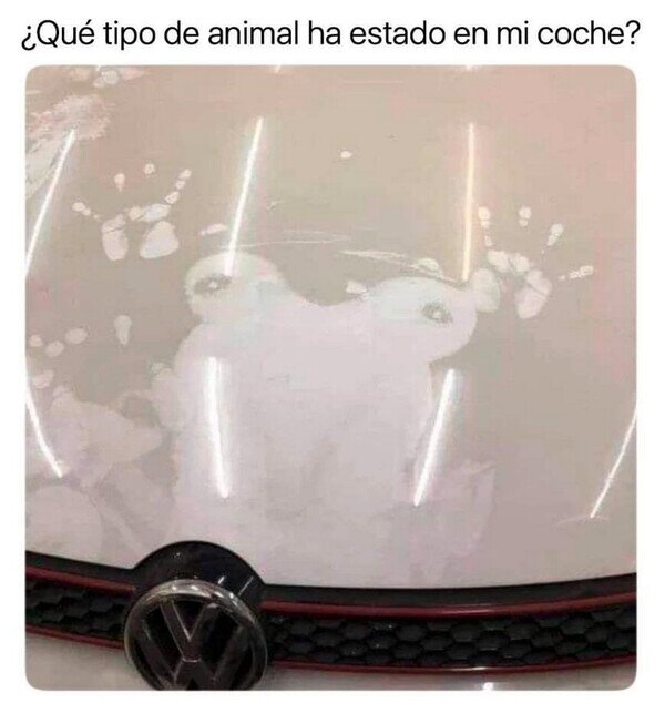 Otros - Es una rana, claramente