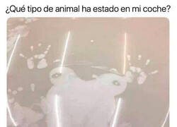 Enlace a Es una rana, claramente