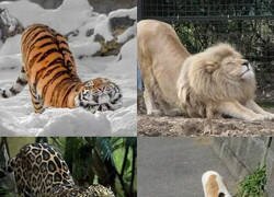 Enlace a Más felinos