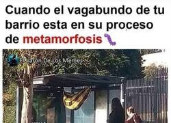 Enlace a Pronto será una bella mariposa