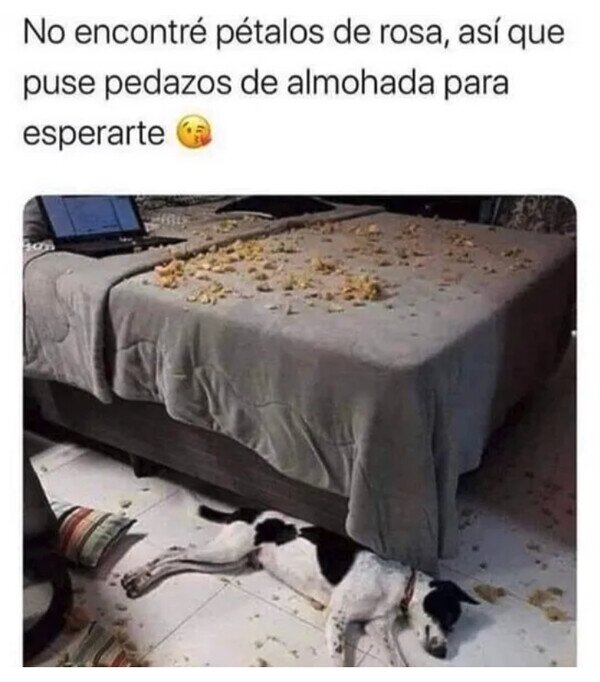 Meme_otros - Todo un romántico el Firulais