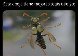 Enlace a Envidia de la mala...