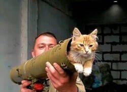 Enlace a La tontería del día