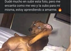 Enlace a ¡Díselo, reina!