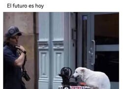 Enlace a Los perros también se adaptan a los nuevos tiempos
