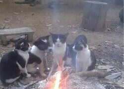 Enlace a Día 516. Todavía no saben que no soy uno de ellos.