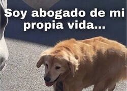 Enlace a La vida es un juicio continuo